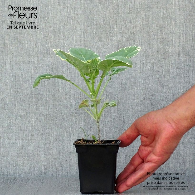 Spécimen de Chou perpétuel Daubenton Popof panaché BIO - Brassica oleracea Godet de 8 cm tel que livré en automne