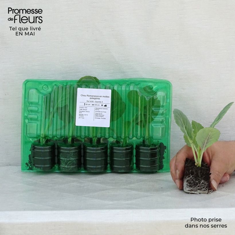 Spécimen de Chou Romanesco en mottes potagères Motte 4 cm x 4,5 cm tel que livré au printemps