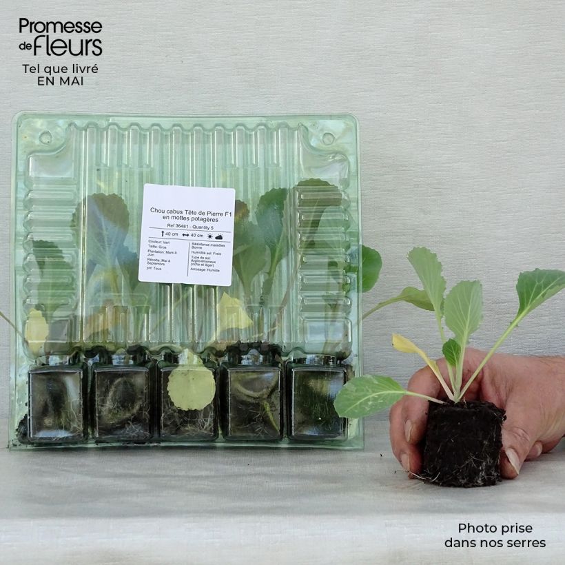 Spécimen de Chou cabus Tête de Pierre F1 en plants Motte 4 cm x 4,5 cm tel que livré au printemps