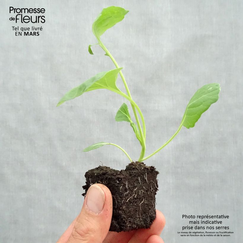 Spécimen de Chou de Bruxelles Bright F1 en plants Motte 4 cm x 4,5 cm tel que livré au printemps