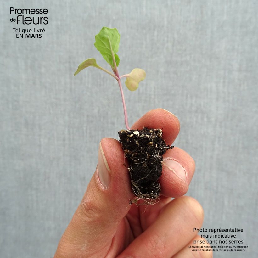 Spécimen de Chou de Bruxelles Marte F1 Bio - mini-mottes potagères Mini-motte Ø 1,5/2,5 cm tel que livré au printemps