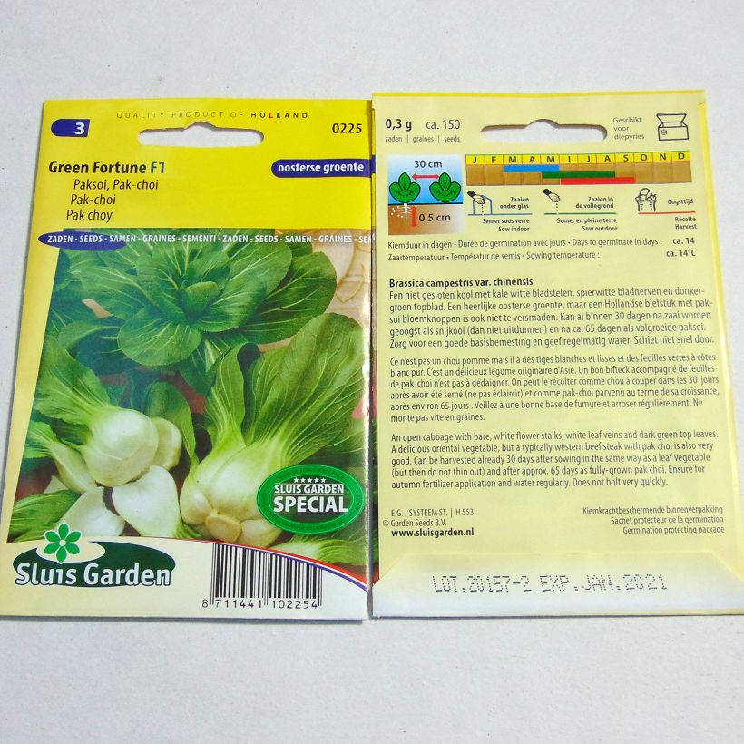 Exemple de spécimen de Chou de Chine Pak Choi Green Fortune F1 - Brassica campestris Graines tel que livré