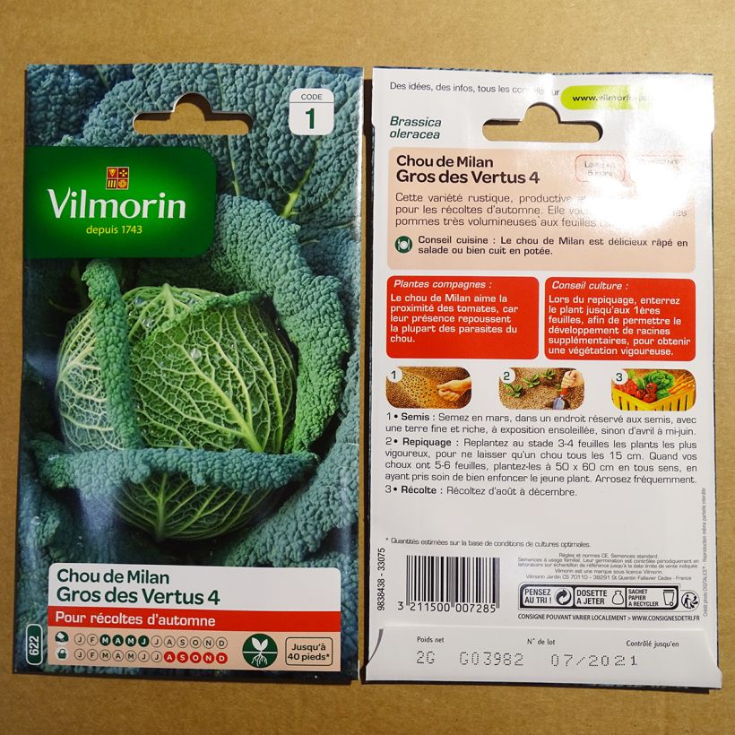 Exemple de spécimen de Chou de Milan Gros des Vertus - Vilmorin Graines tel que livré