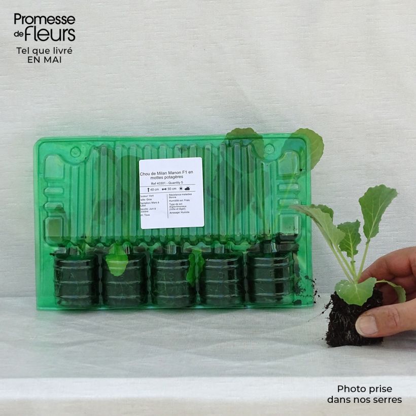 Spécimen de Chou de Milan Manon F1 en plants Motte 4 cm x 4,5 cm tel que livré au printemps