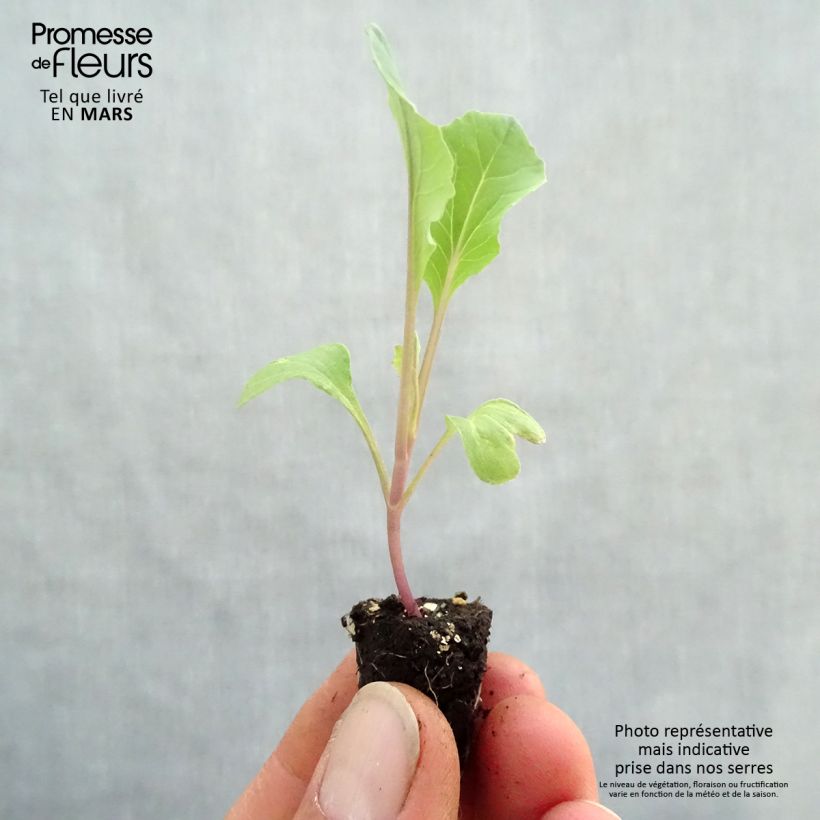 Spécimen de Chou-fleur Thabor BIO en mottes potagères  Mini-motte 2 cm tel que livré au printemps