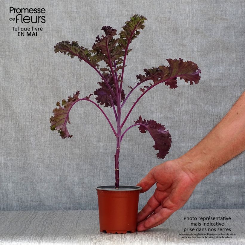 Spécimen de Chou frisé Redbor F1 en plants - chou kale - Pot de 10/11cm tel que livré au printemps