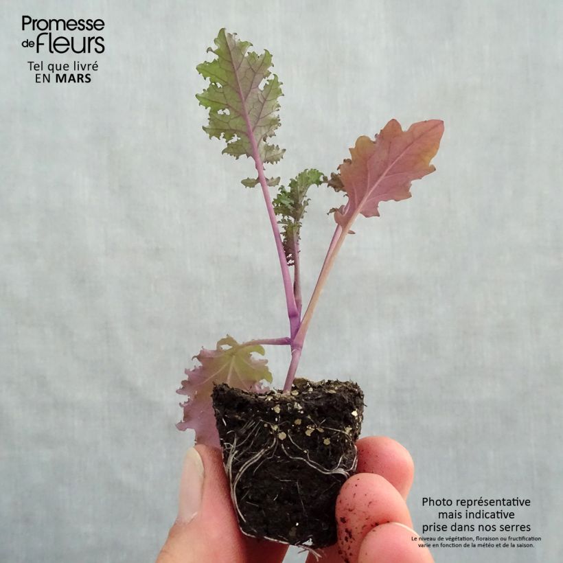 Spécimen de Chou frisé Redbor F1 en plants - chou kale - mini-motte tel que livré au printemps