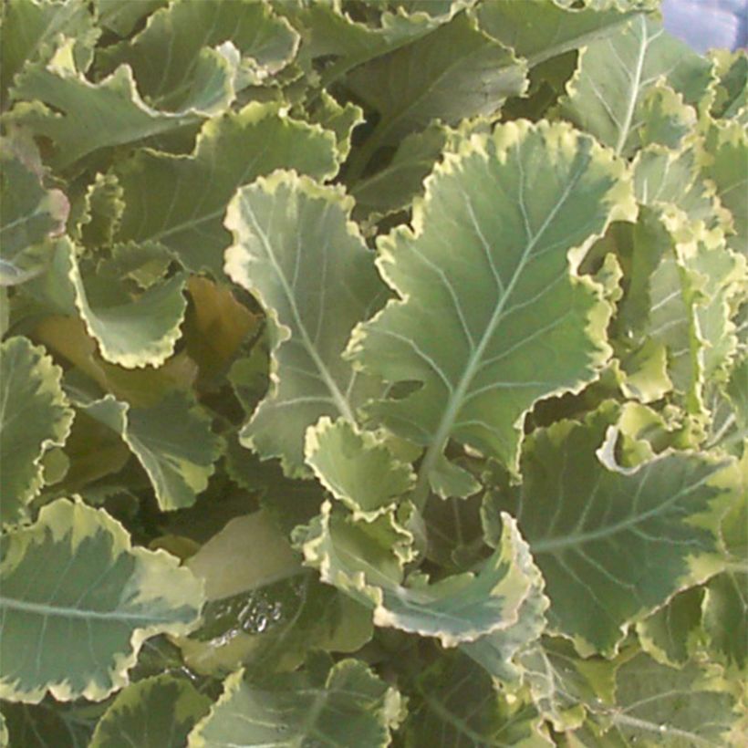 Chou perpétuel Daubenton Popof panaché BIO - Brassica oleracea (Feuillage)