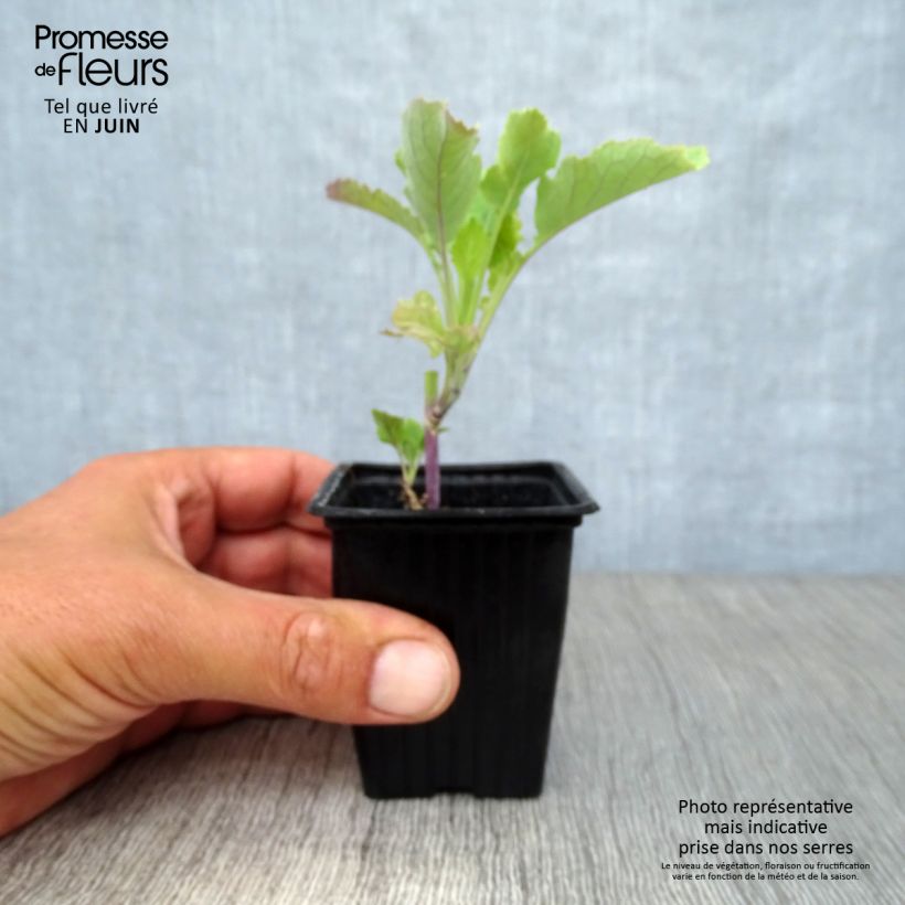 Spécimen de Chou perpétuel Daubenton BIO - Brassica oleracea Godet de 7/8 cm tel que livré en été