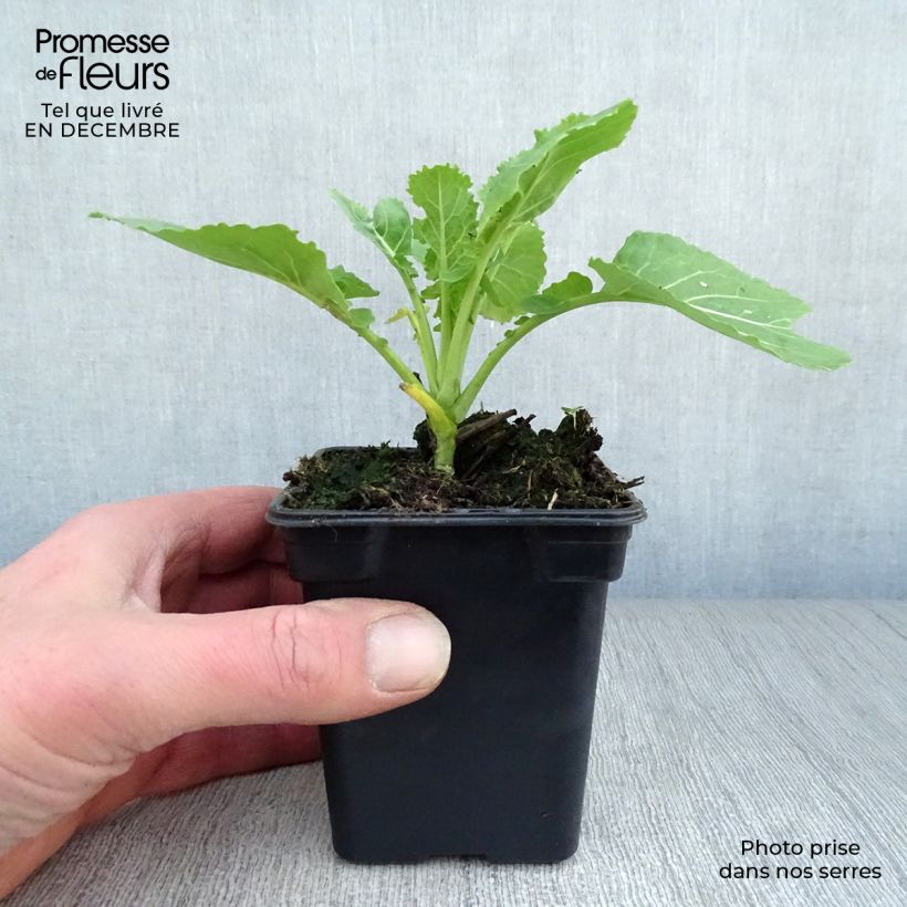 Spécimen de Chou perpétuel Daubenton BIO - Brassica oleracea tel que livré en hiver