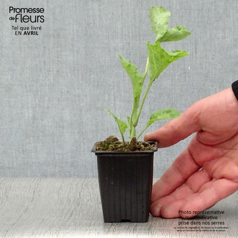 Spécimen de Chou perpétuel Daubenton BIO - Brassica oleracea Godet de 7/8 cm tel que livré au printemps