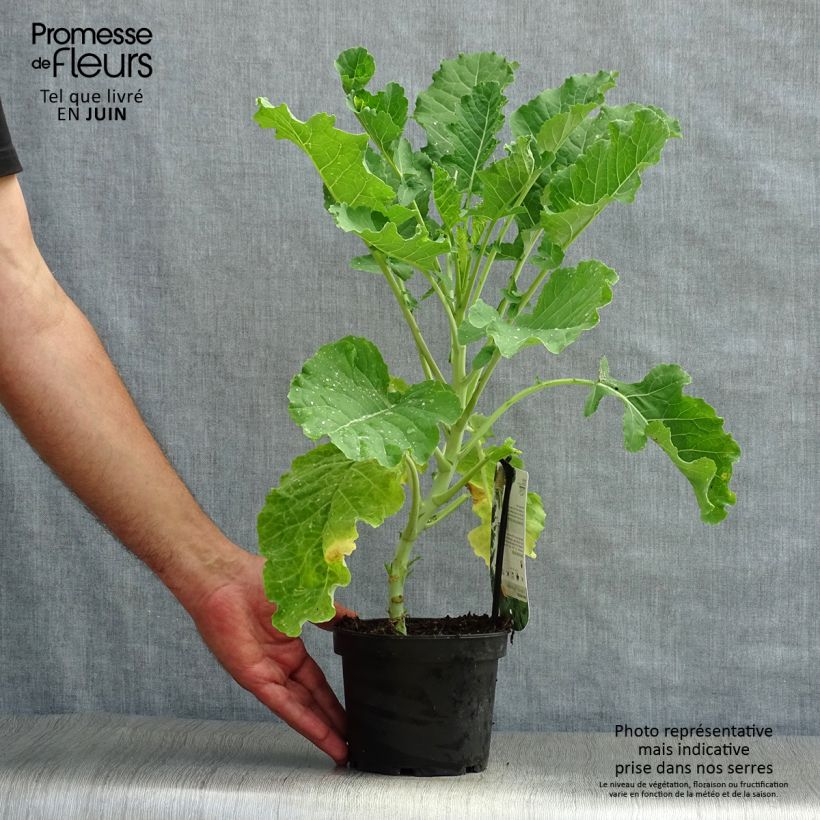 Spécimen de Chou perpétuel Daubenton en plant - Brassica oleracea ramosa  Pot de 1,5L/2L tel que livré en été