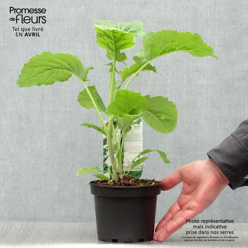 Spécimen de Chou perpétuel Daubenton en plant - Brassica oleracea ramosa  tel que livré au printemps