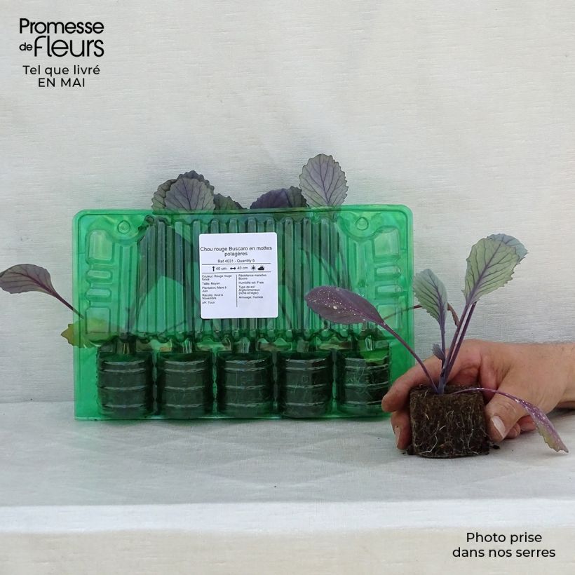 Spécimen de Chou rouge Buscaro en mottes potagères Motte 4 cm x 4,5 cm tel que livré au printemps