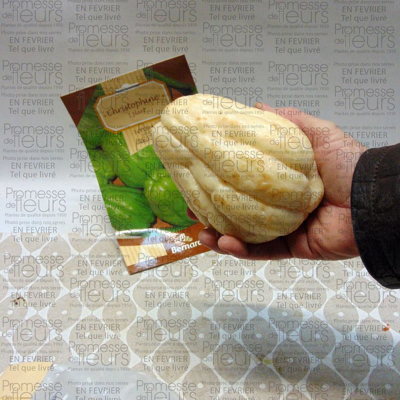 Exemple de spécimen de Christophine - Chayote  1 Pièce tel que livré