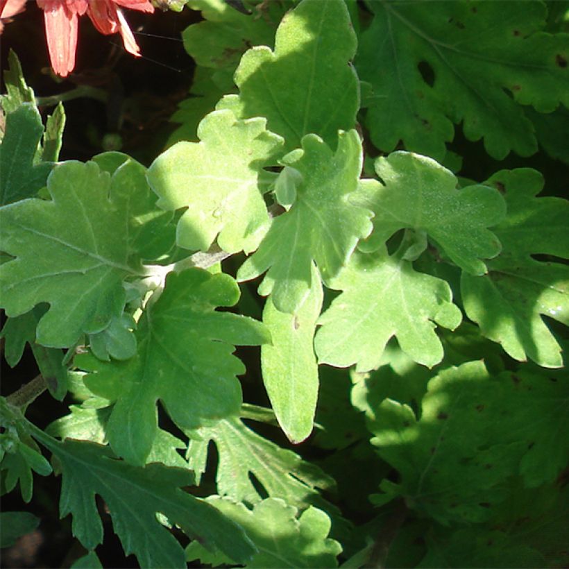 Chrysanthème rubellum Duchess of Edinburgh - Marguerite d'automne (Feuillage)