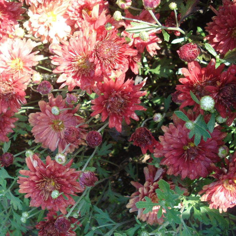 Chrysanthème rubellum Duchess of Edinburgh - Marguerite d'automne (Floraison)