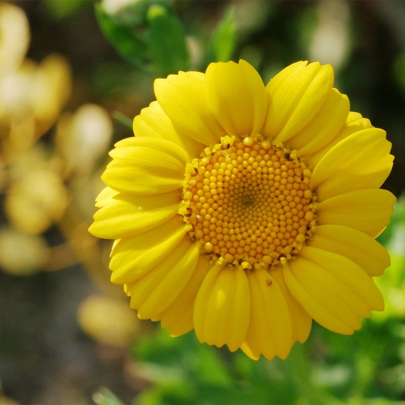 Chrysanthème des Moissons Bio - Ferme de Sainte Marthe (Floraison)