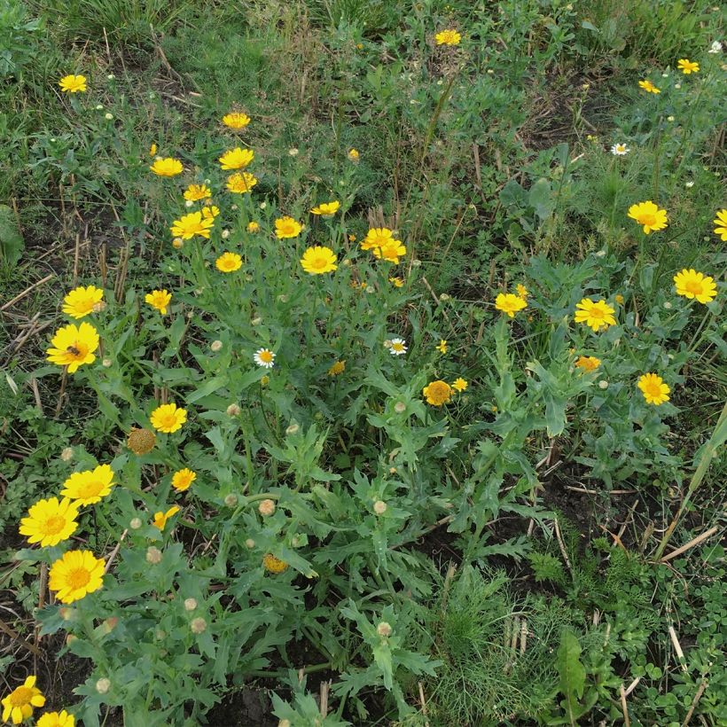 Chrysanthème des Moissons Bio - Ferme de Sainte Marthe (Port)