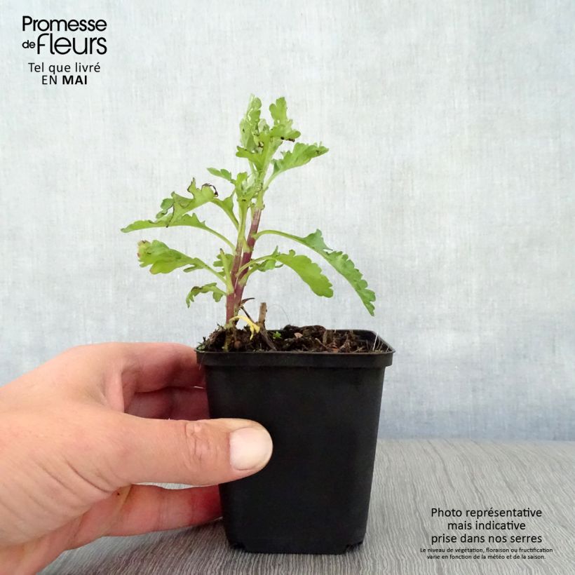 Spécimen de Chrysanthème des jardins Citronella - Chrysanthemum indicum Godet de 9cm tel que livré au printemps