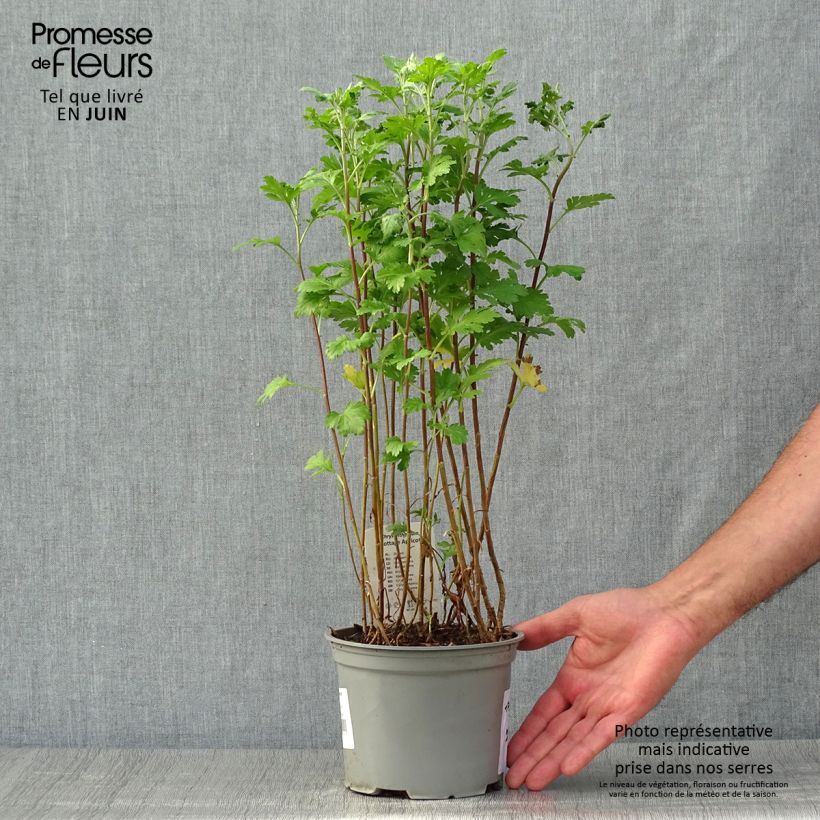 Spécimen de Chrysanthème des jardins Cottage Apricot - Chrysanthemum indicum Pot de 2L/3L tel que livré en été