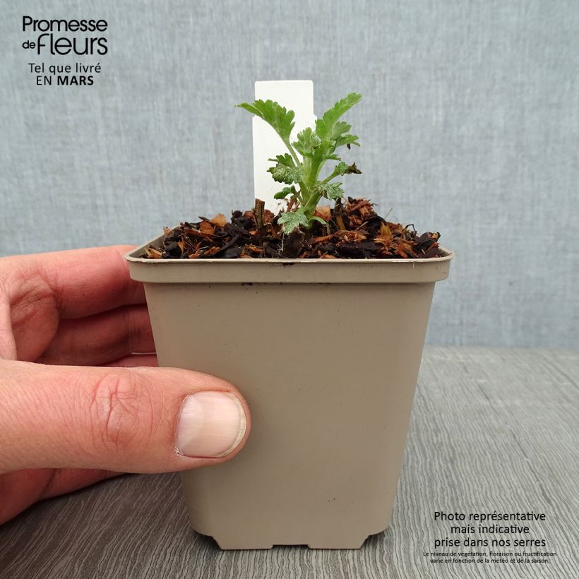 Spécimen de Chrysanthème des jardins Goldmarianne - Chrysanthemum indicum Godet de 8/9 cm tel que livré en hiver