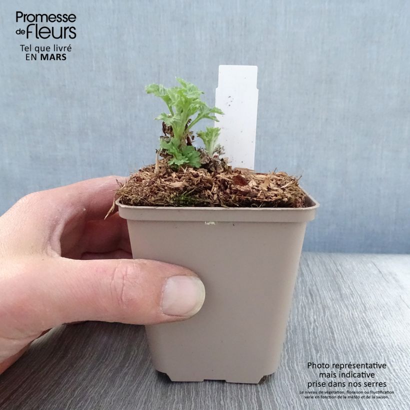 Spécimen de Chrysanthème des jardins Goldmarianne - Chrysanthemum indicum Godet de 9cm tel que livré au printemps