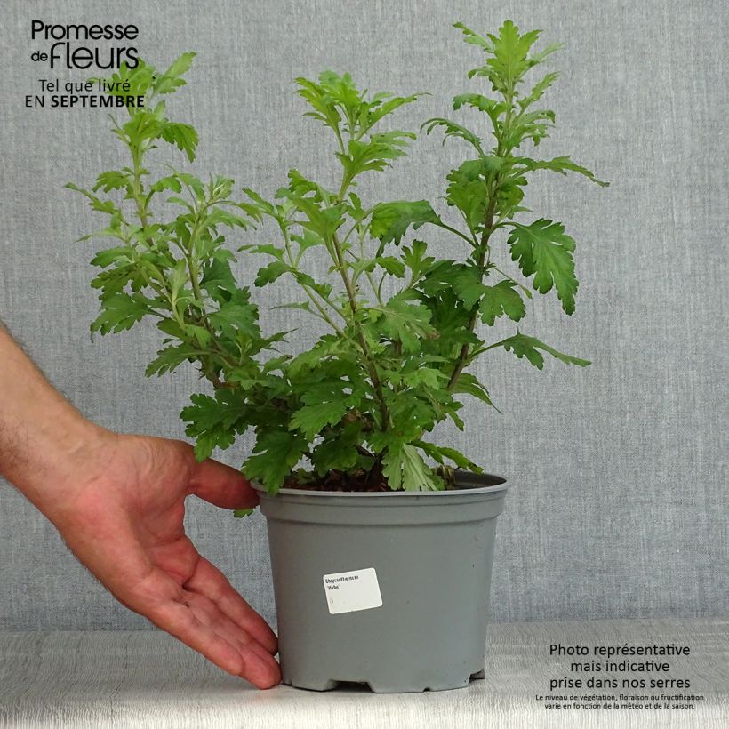 Spécimen de Chrysanthème des jardins Hebe - Chrysanthemum koreanum - Pot de 2L/3L tel que livré en été