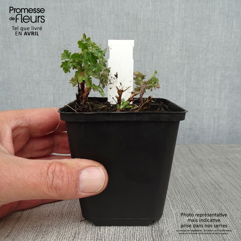 Spécimen de Chrysanthème des jardins Herbstbrokat - Chrysanthemum (x) indicum Godet de 9cm tel que livré au printemps