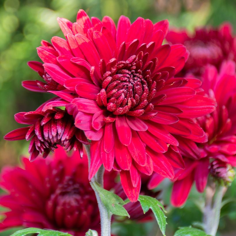 Chrysanthème des jardins Herbstrubin - Chrysanthemum x indicum (Floraison)