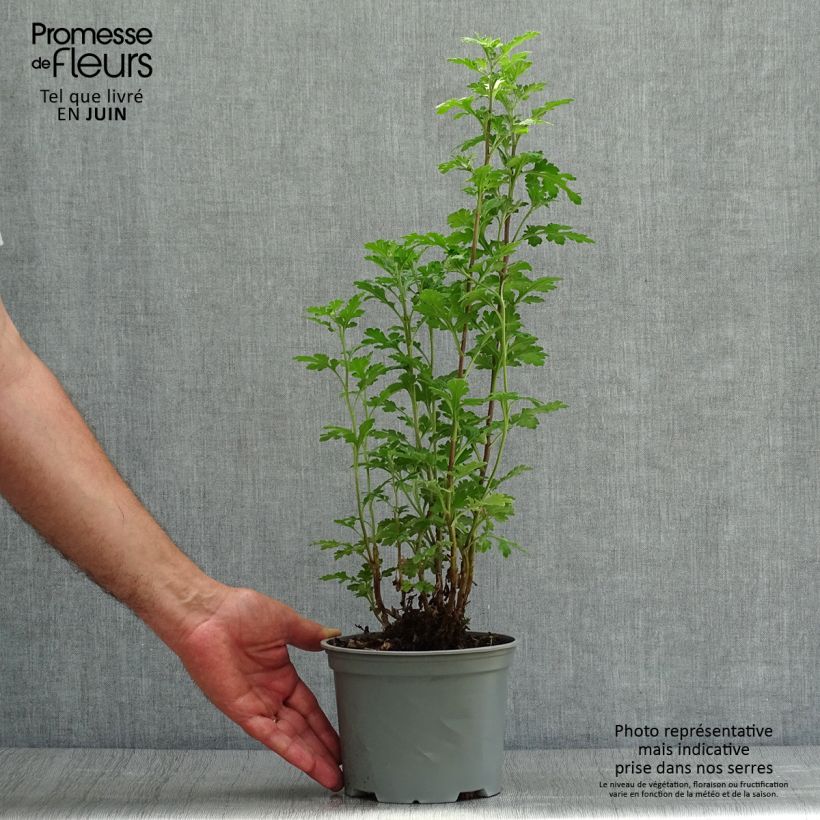 Spécimen de Chrysanthème des jardins Julia - Chrysanthemum (x) indicum Pot de 2L/3L tel que livré en été