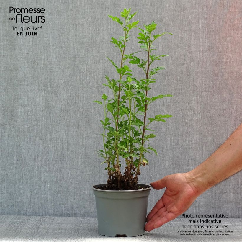 Spécimen de Chrysanthème des jardins Julia - Chrysanthemum (x) indicum - pot de 2L/3L tel que livré au printemps