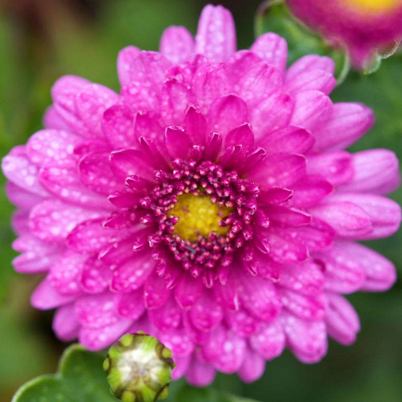 Chrysanthème des jardins Mei Kyo - Chrysanthemum indicum (Floraison)