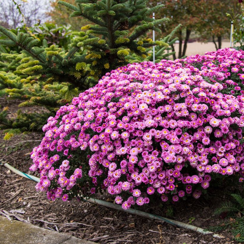 Chrysanthème des jardins Mei Kyo - Chrysanthemum indicum (Port)