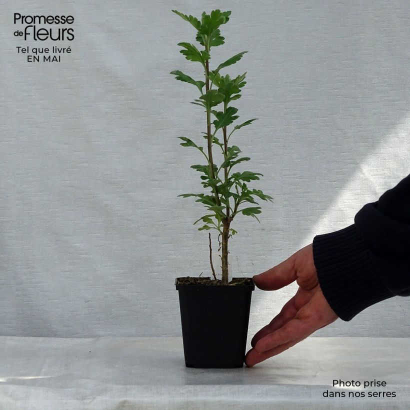 Spécimen de Chrysanthème indicum Poésie - Marguerite d'automne Godet de 9cm tel que livré au printemps