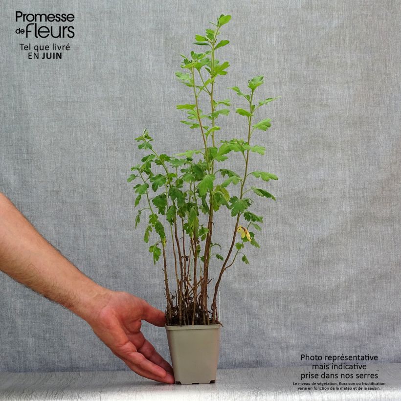 Spécimen de Chrysanthème indicum Poésie - Marguerite d'automne Godet de 8/9 cm tel que livré en été