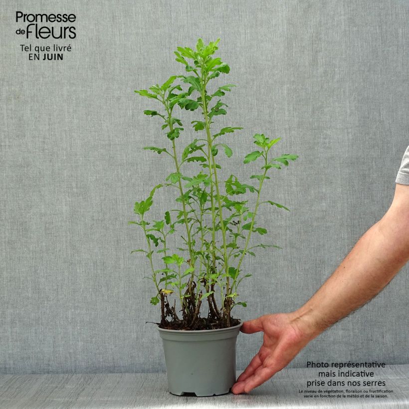 Spécimen de Chrysanthème indicum Poésie - Marguerite d'automne Pot de 2L/3L tel que livré en été