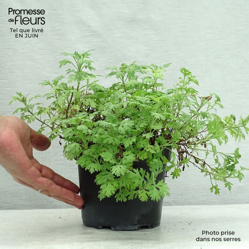 Spécimen de Chrysanthème rubellum Clara Curtis - Marguerite d'automne Pot de 2L/3L tel que livré en été
