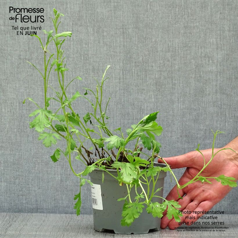 Spécimen de Chrysanthème rubellum Mary Stoker - Marguerite d'automne Pot de 2L/3L tel que livré en été
