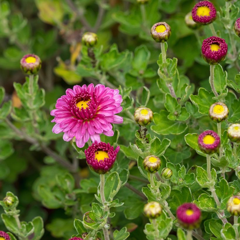 Chrysanthème des jardins Anastasia - Dendranthema x indicum (Feuillage)