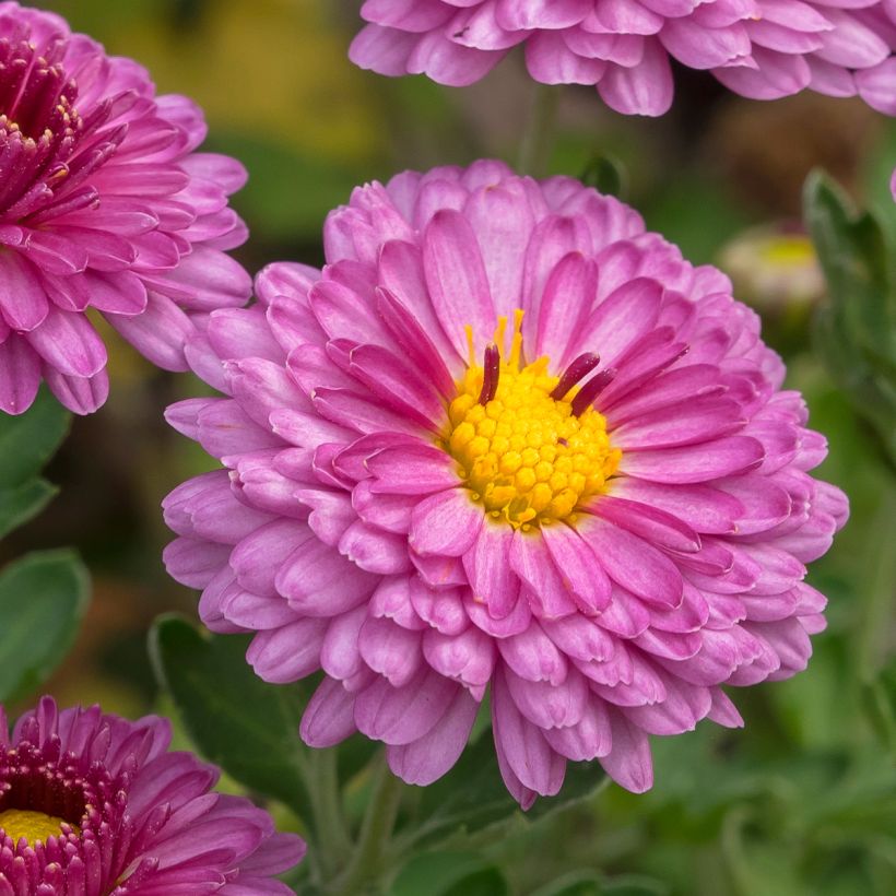 Chrysanthème des jardins Anastasia - Dendranthema x indicum (Floraison)
