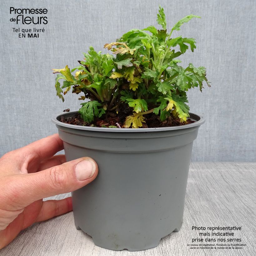 Spécimen de Chrysanthème des jardins Cedie Mason - Chrysanthemum (x) indicum - pot de 2L/3L tel que livré au printemps
