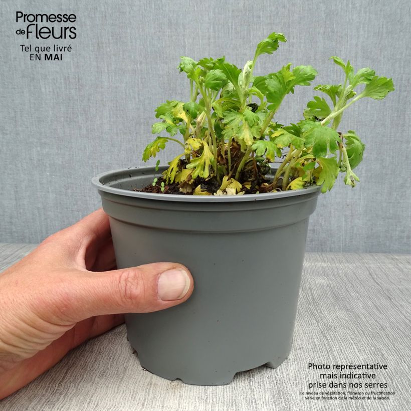 Spécimen de Chrysanthème rubellum Mary Stoker - Marguerite d'automne - pot de 2L/3L tel que livré au printemps