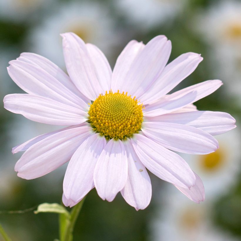 Chrysanthemum arcticum Roseum, Marguerite (Floraison)