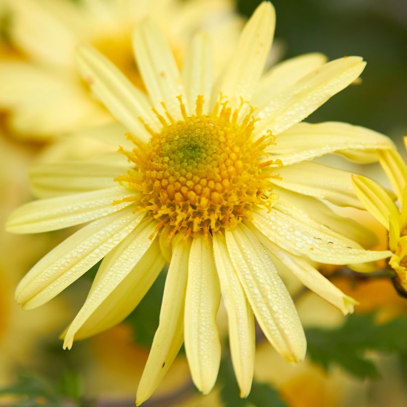 Chrysanthemum arcticum Schwefelglanz, Marguerite (Floraison)