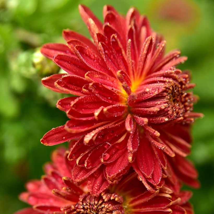 Chrysanthème indicum Brennpunkt  - Chrysanthème des jardins  (Floraison)