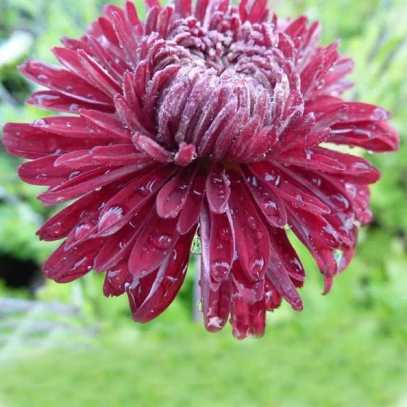 Chrysanthème des jardins Cedie Mason - Chrysanthemum (x) indicum (Floraison)