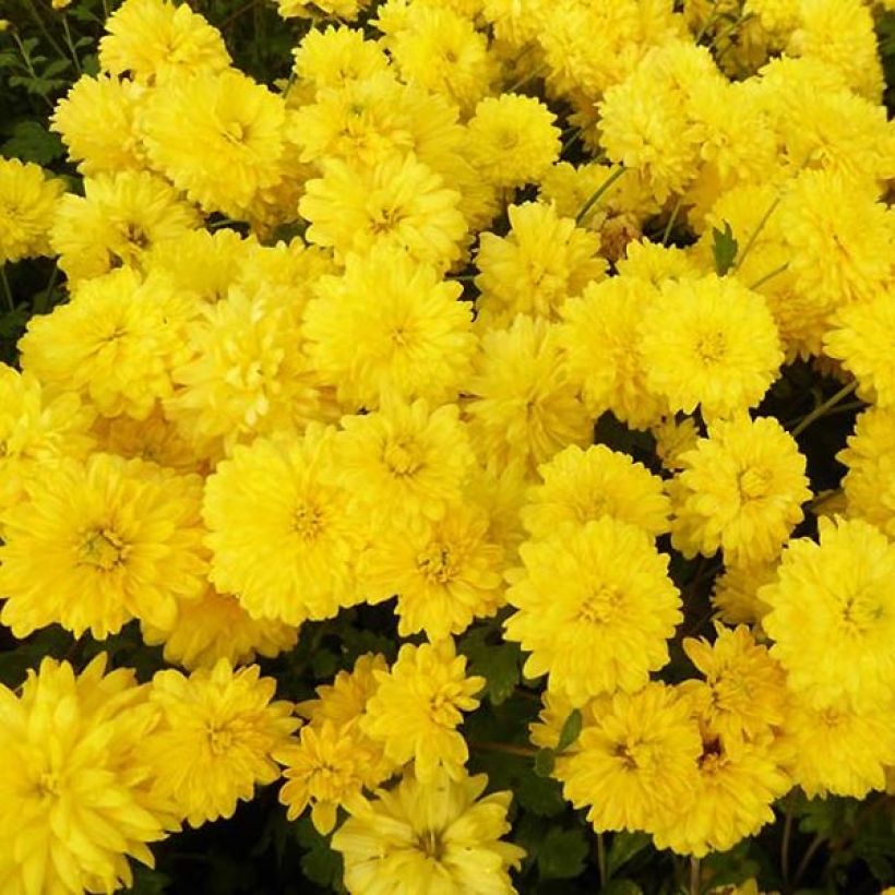 Chrysanthème des jardins Citronella - Chrysanthemum indicum (Floraison)