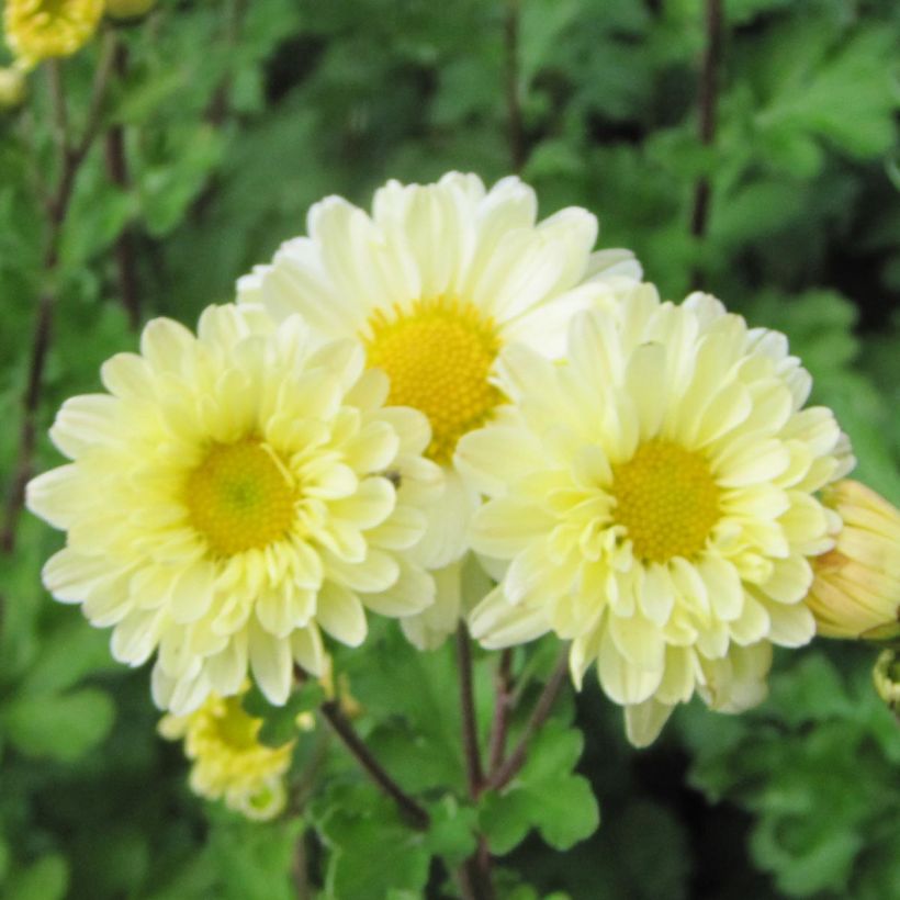 Chrysanthème indicum Poésie - Marguerite d'automne (Floraison)