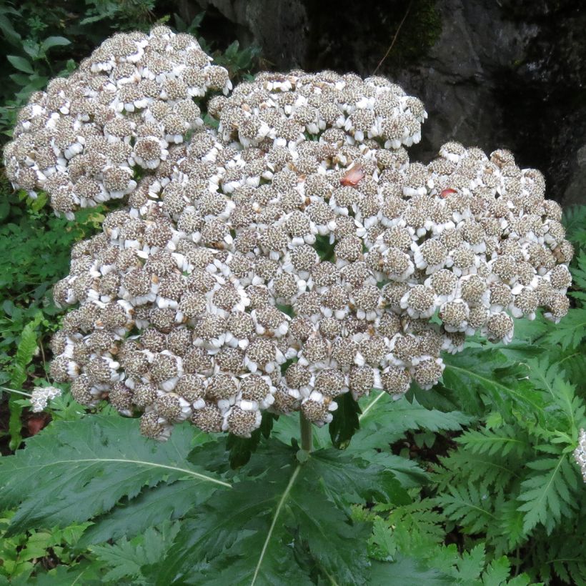 Chrysanthemum macrophyllum (Floraison)